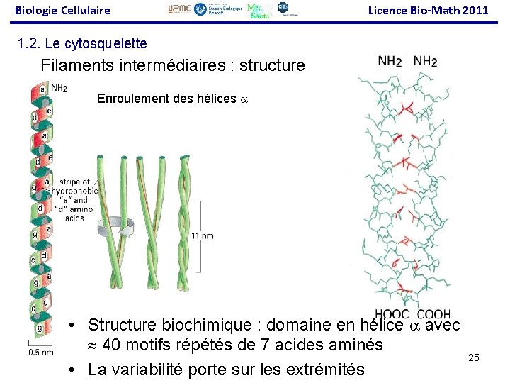 Biologie Cellulaire Licence Bio-Math 2011 1. 2. Le cytosquelette Filaments intermédiaires : structure Enroulement