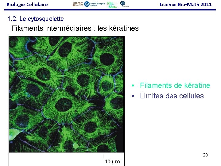 Biologie Cellulaire Licence Bio-Math 2011 1. 2. Le cytosquelette Filaments intermédiaires : les kératines