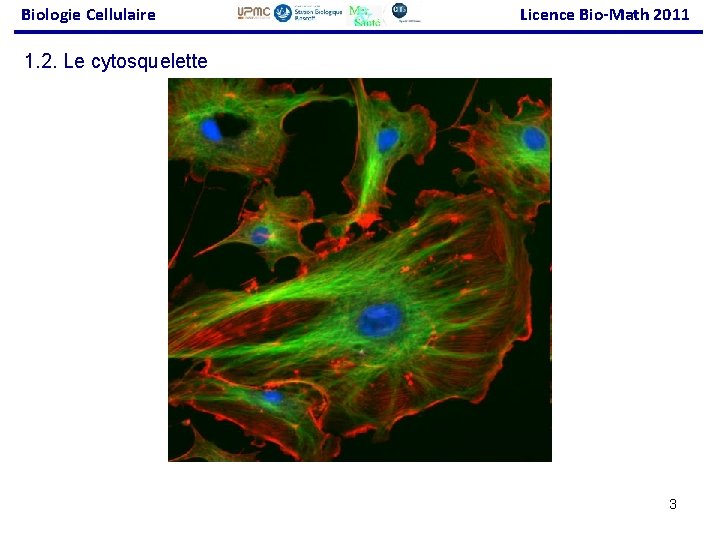 Biologie Cellulaire Licence Bio-Math 2011 1. 2. Le cytosquelette 3 