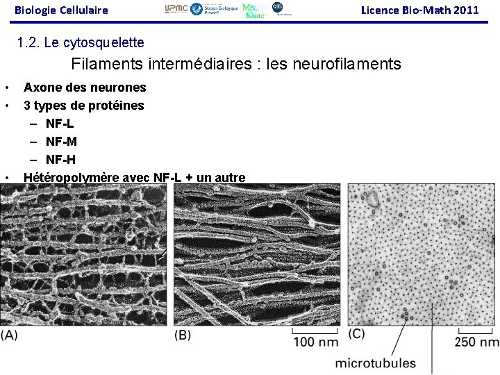 Biologie Cellulaire Licence Bio-Math 2011 1. 2. Le cytosquelette Filaments intermédiaires : les neurofilaments