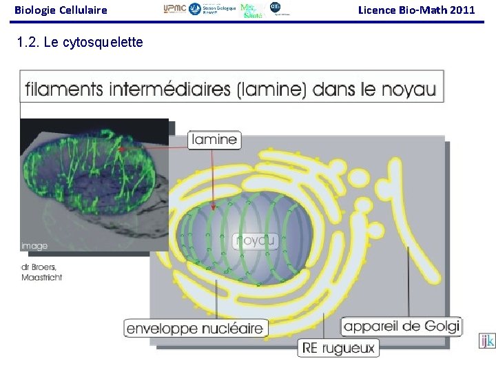 Biologie Cellulaire Licence Bio-Math 2011 1. 2. Le cytosquelette 32 