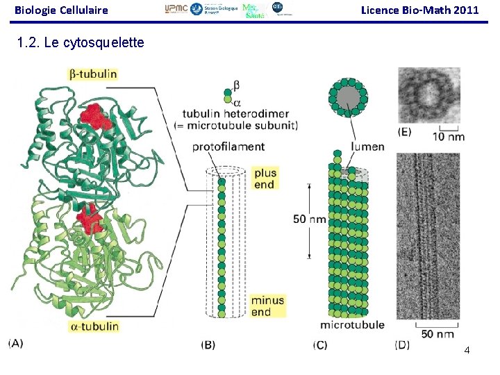 Biologie Cellulaire Licence Bio-Math 2011 1. 2. Le cytosquelette 34 