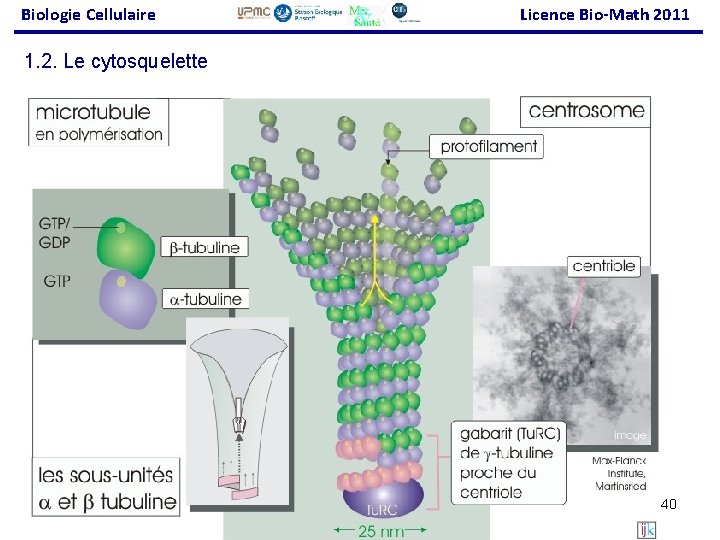 Biologie Cellulaire Licence Bio-Math 2011 1. 2. Le cytosquelette 40 