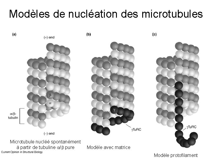 Modèles de nucléation des microtubules Moritz, M 2001(fig 1 ) Microtubule nucléé spontanément à