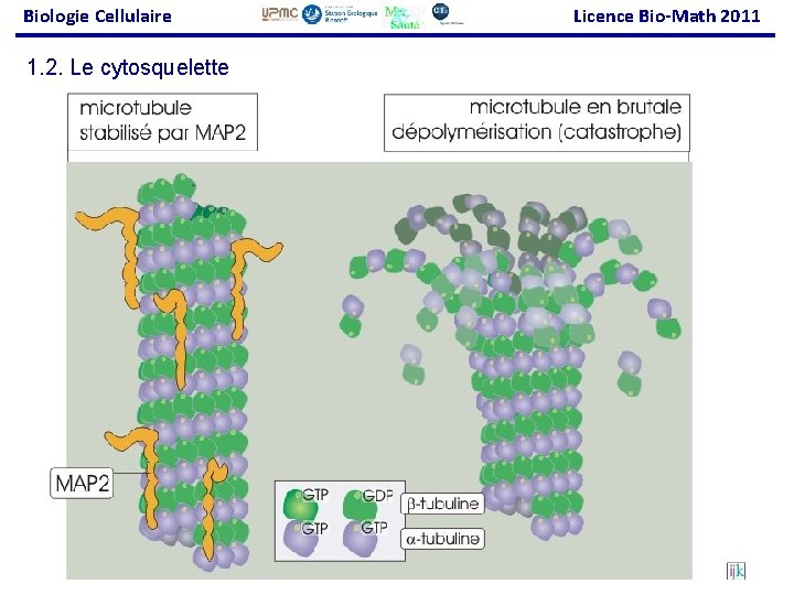 Biologie Cellulaire Licence Bio-Math 2011 1. 2. Le cytosquelette 42 