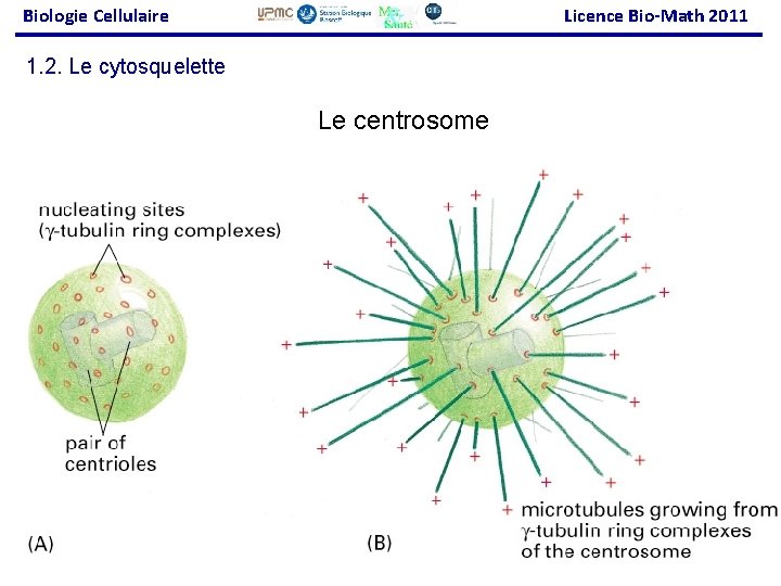 Biologie Cellulaire Licence Bio-Math 2011 1. 2. Le cytosquelette Le centrosome Fig 16 -23