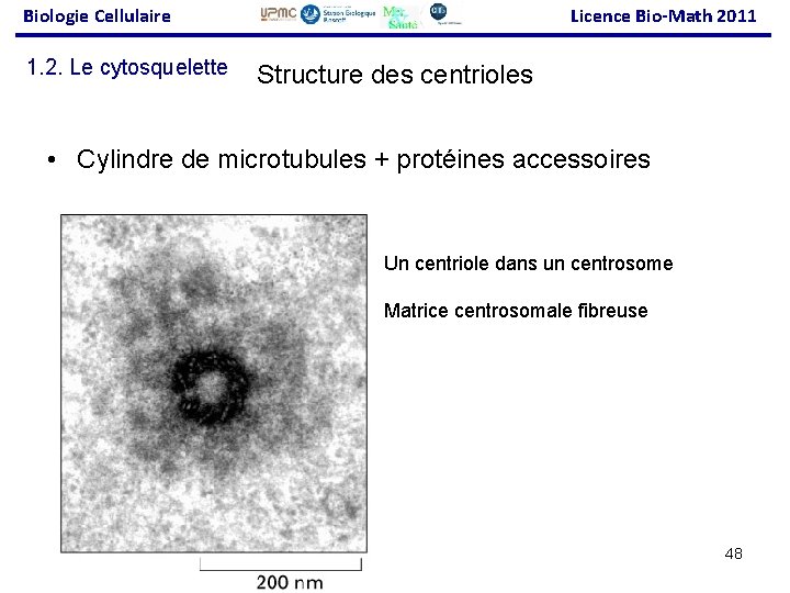 Biologie Cellulaire 1. 2. Le cytosquelette Licence Bio-Math 2011 Structure des centrioles • Cylindre