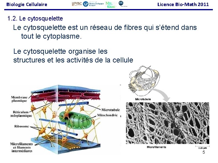 Biologie Cellulaire Licence Bio-Math 2011 1. 2. Le cytosquelette est un réseau de fibres