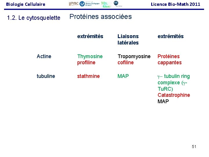 Biologie Cellulaire 1. 2. Le cytosquelette Licence Bio-Math 2011 Protéines associées extrémités Liaisons latérales