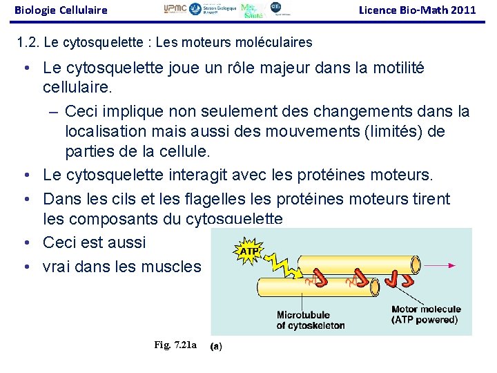 Biologie Cellulaire Licence Bio-Math 2011 1. 2. Le cytosquelette : Les moteurs moléculaires •