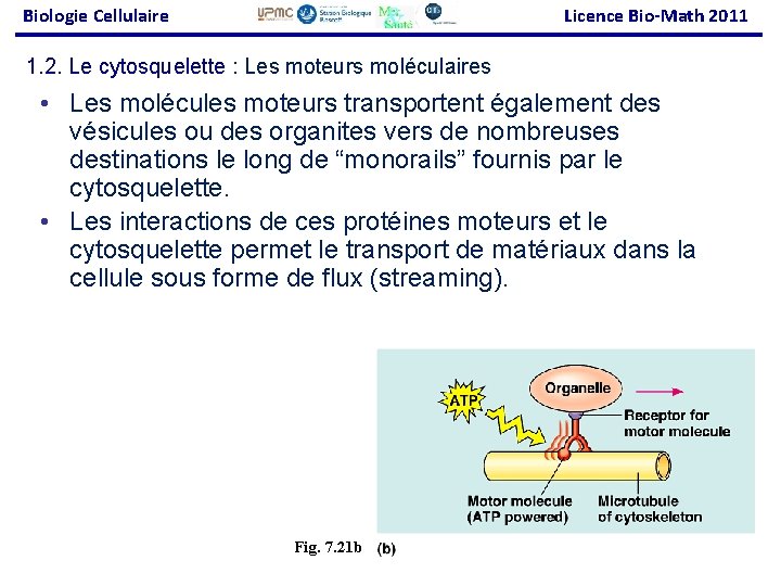 Biologie Cellulaire Licence Bio-Math 2011 1. 2. Le cytosquelette : Les moteurs moléculaires •
