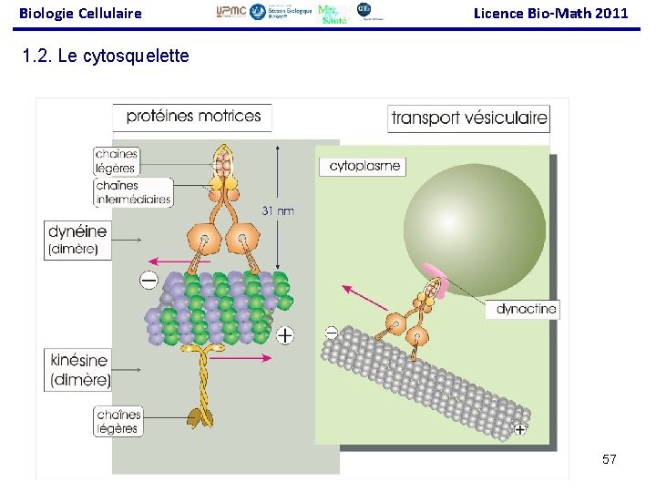 Biologie Cellulaire Licence Bio-Math 2011 1. 2. Le cytosquelette 57 