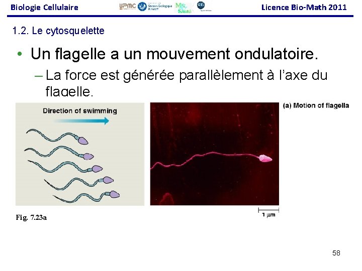 Biologie Cellulaire Licence Bio-Math 2011 1. 2. Le cytosquelette • Un flagelle a un