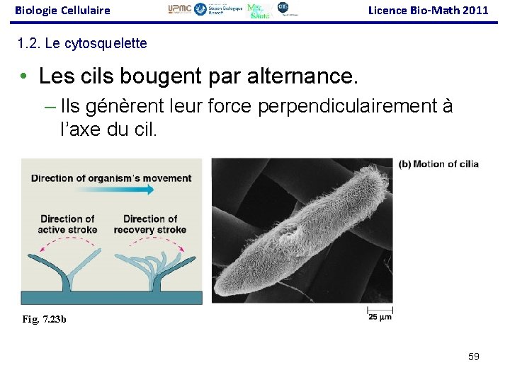 Biologie Cellulaire Licence Bio-Math 2011 1. 2. Le cytosquelette • Les cils bougent par