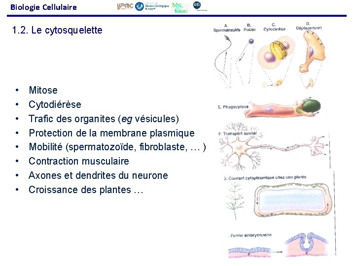 Biologie Cellulaire 1. 2. Le cytosquelette • • Mitose Cytodiérèse Trafic des organites (eg