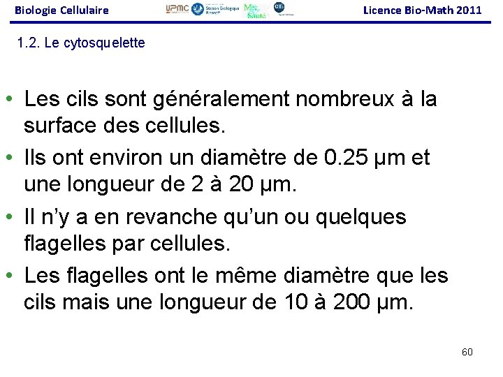 Biologie Cellulaire Licence Bio-Math 2011 1. 2. Le cytosquelette • Les cils sont généralement