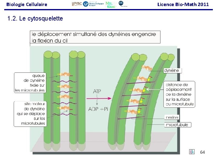 Biologie Cellulaire Licence Bio-Math 2011 1. 2. Le cytosquelette 64 