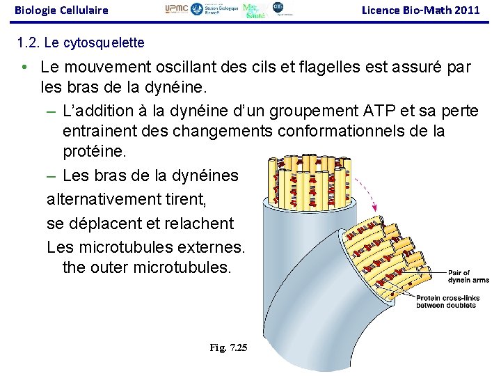 Biologie Cellulaire Licence Bio-Math 2011 1. 2. Le cytosquelette • Le mouvement oscillant des