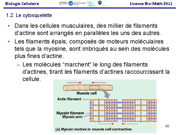 Biologie Cellulaire Licence Bio-Math 2011 1. 2. Le cytosquelette • Dans les cellules musculaires,