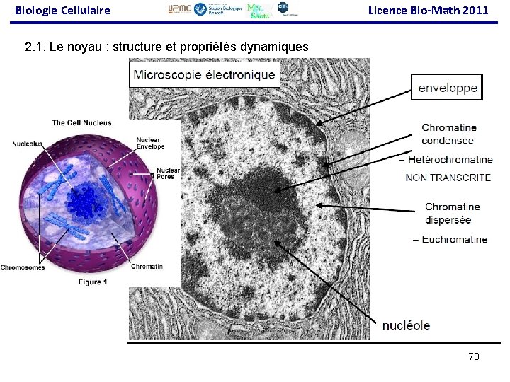 Biologie Cellulaire Licence Bio-Math 2011 2. 1. Le noyau : structure et propriétés dynamiques