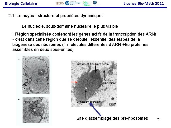 Biologie Cellulaire Licence Bio-Math 2011 2. 1. Le noyau : structure et propriétés dynamiques