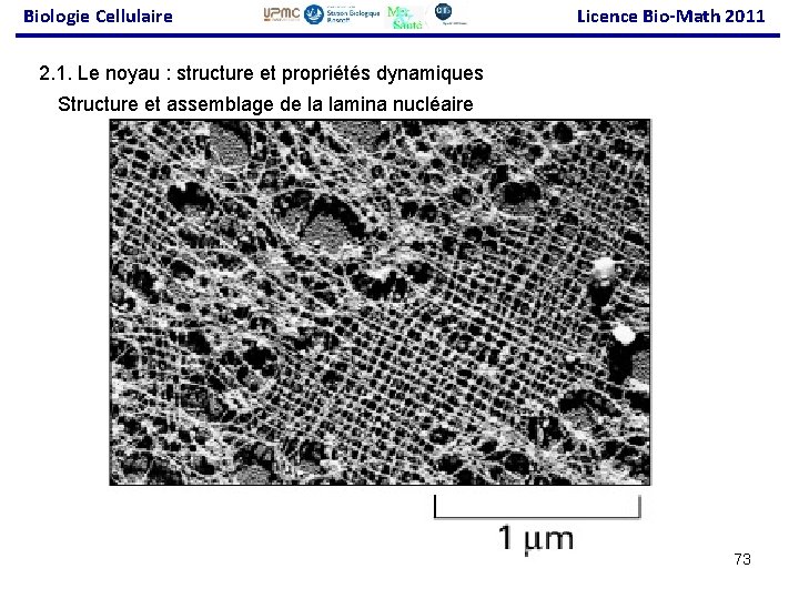 Biologie Cellulaire Licence Bio-Math 2011 2. 1. Le noyau : structure et propriétés dynamiques