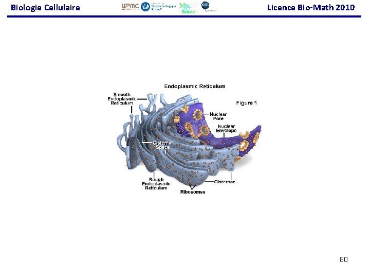Biologie Cellulaire Licence Bio-Math 2010 80 