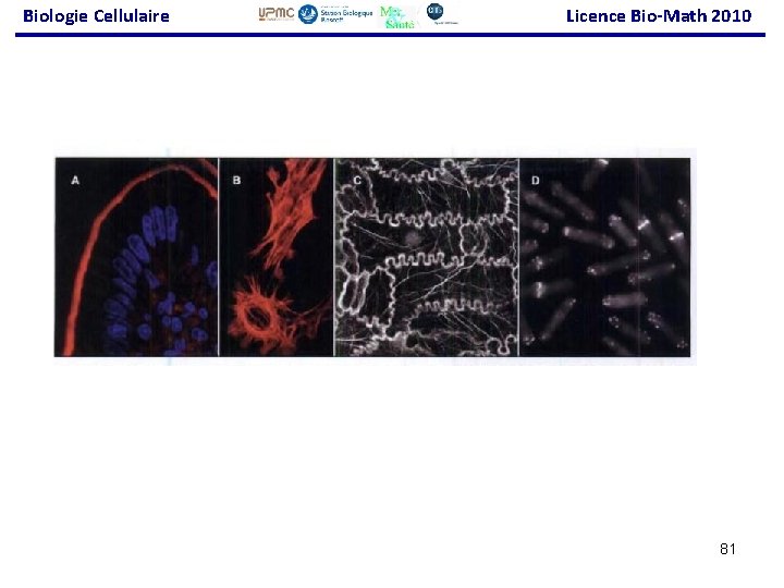 Biologie Cellulaire Licence Bio-Math 2010 81 