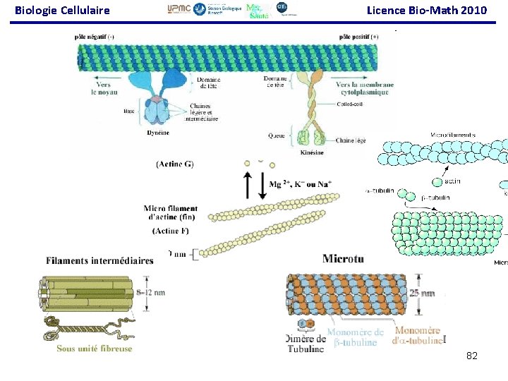 Biologie Cellulaire Licence Bio-Math 2010 82 