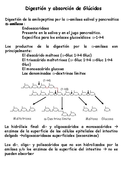 Digestión y absorción de Glúcidos Digestión de la amilopeptina por la -amilasa salival y