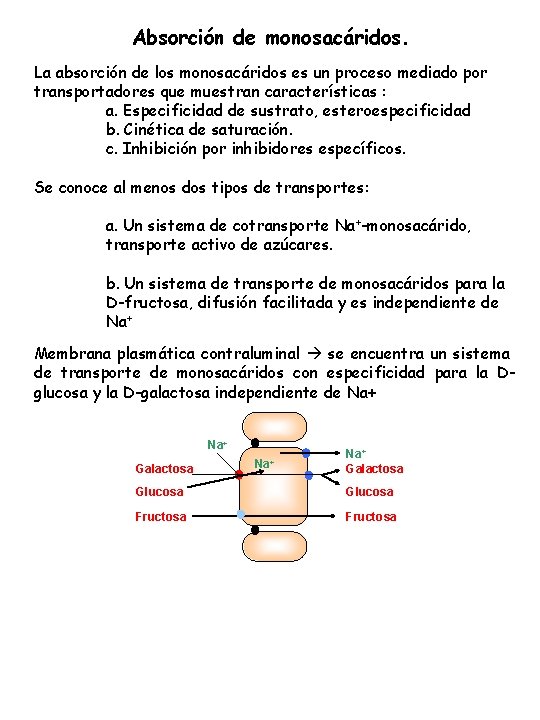 Absorción de monosacáridos. La absorción de los monosacáridos es un proceso mediado por transportadores