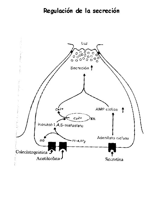 Regulación de la secreción 