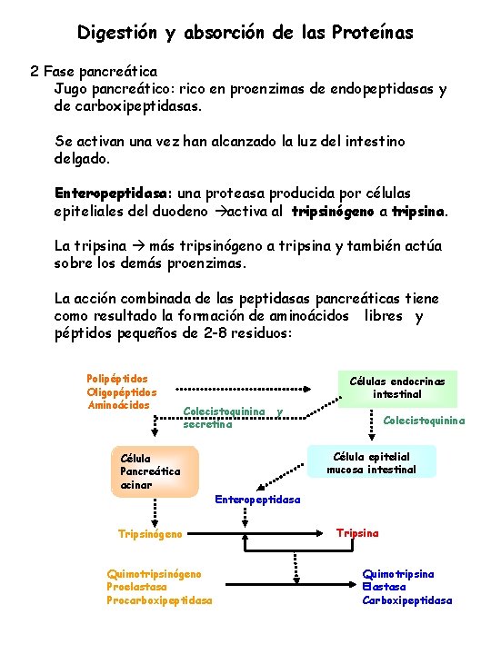 Digestión y absorción de las Proteínas 2 Fase pancreática Jugo pancreático: rico en proenzimas