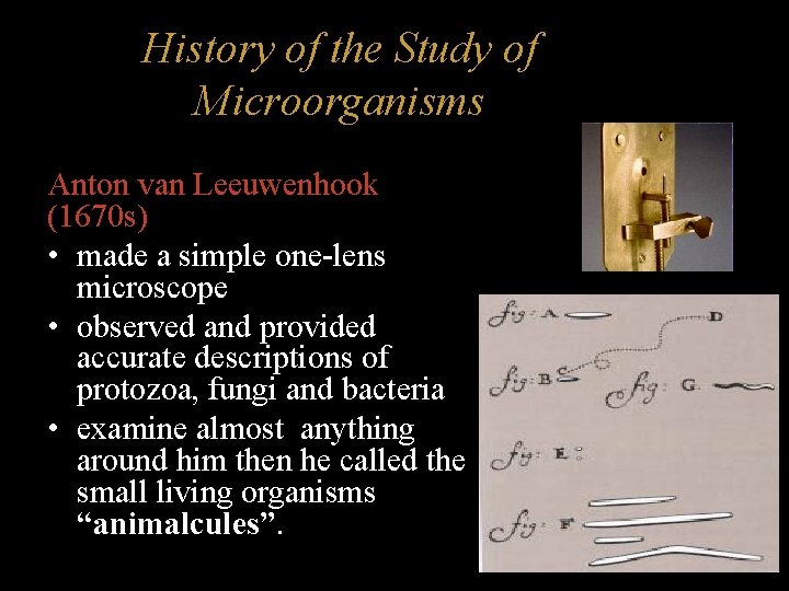 History of the Study of Microorganisms Anton van Leeuwenhook (1670 s) • made a