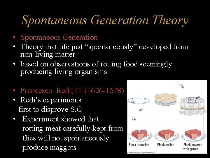 Spontaneous Generation Theory • Spontaneous Generation • Theory that life just “spontaneously” developed from