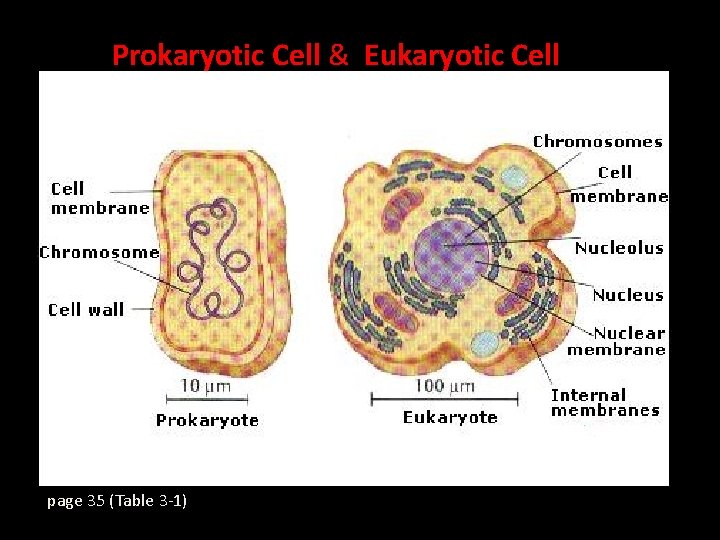 Prokaryotic Cell & Eukaryotic Cell page 35 (Table 3 -1) 