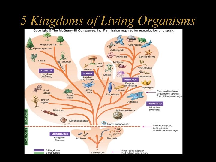 5 Kingdoms of Living Organisms 