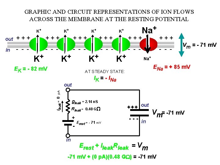 GRAPHIC AND CIRCUIT REPRESENTATIONS OF ION FLOWS ACROSS THE MEMBRANE AT THE RESTING POTENTIAL