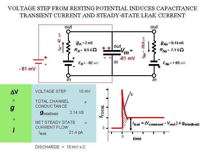 VOLTAGE STEP FROM RESTING POTENTIAL INDUCES CAPACITANCE TRANSIENT CURRENT AND STEADY-STATE LEAK CURRENT -