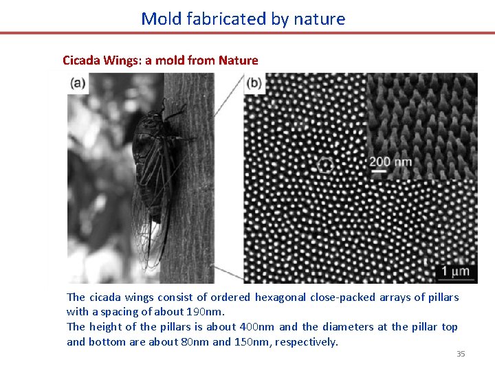 Mold fabricated by nature Cicada Wings: a mold from Nature The cicada wings consist