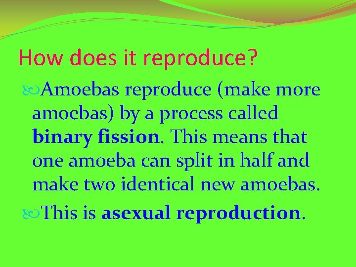 How does it reproduce? Amoebas reproduce (make more amoebas) by a process called binary