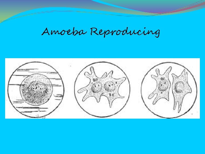 Amoeba Reproducing 
