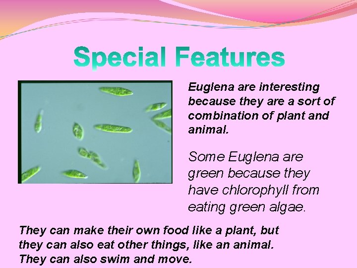 Euglena are interesting because they are a sort of combination of plant and animal.