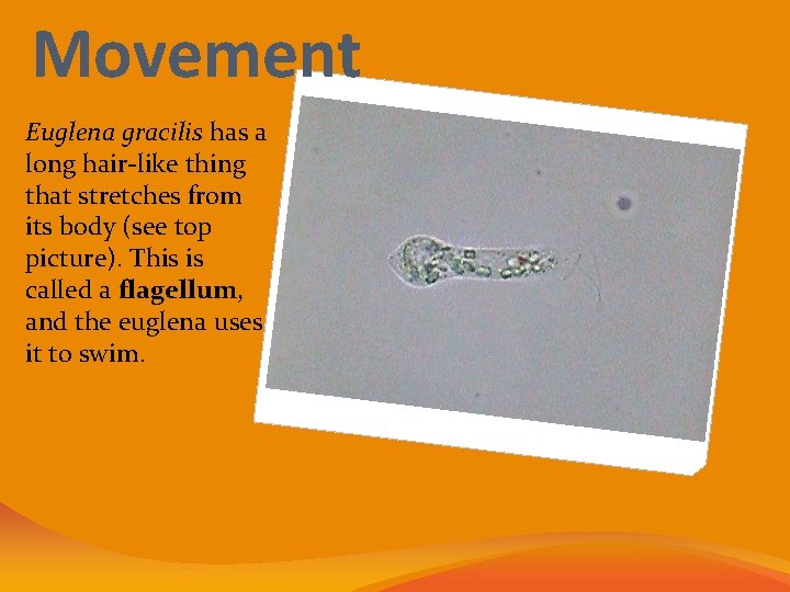 Movement Euglena gracilis has a long hair-like thing that stretches from its body (see