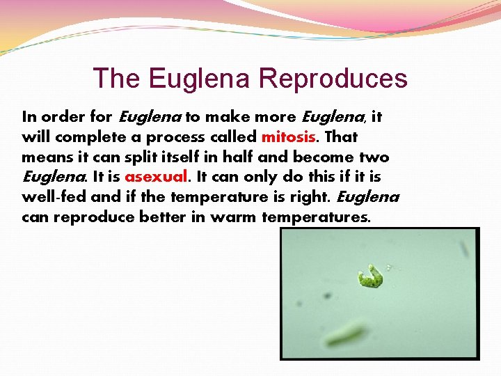 The Euglena Reproduces In order for Euglena to make more Euglena, it will complete