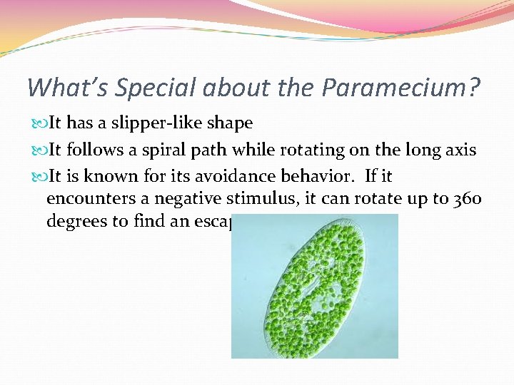 What’s Special about the Paramecium? It has a slipper-like shape It follows a spiral