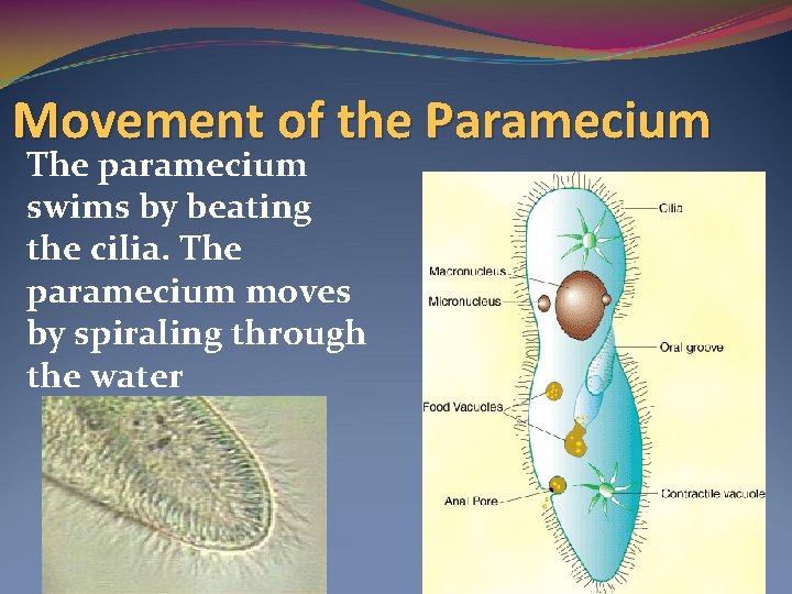 Movement of the Paramecium The paramecium swims by beating the cilia. The paramecium moves