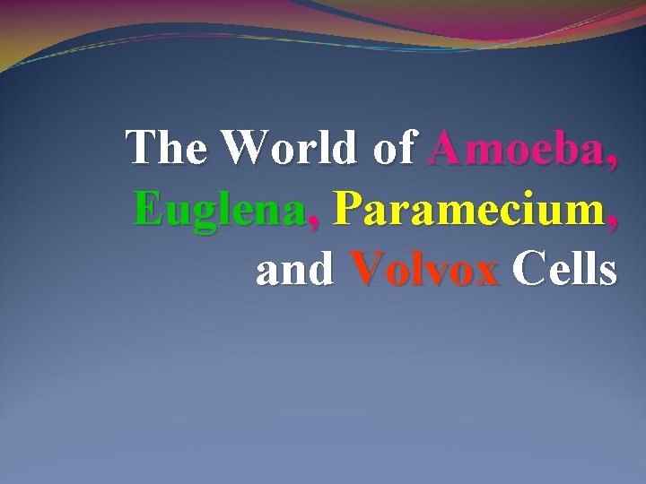 The World of Amoeba, Euglena, Paramecium, and Volvox Cells 