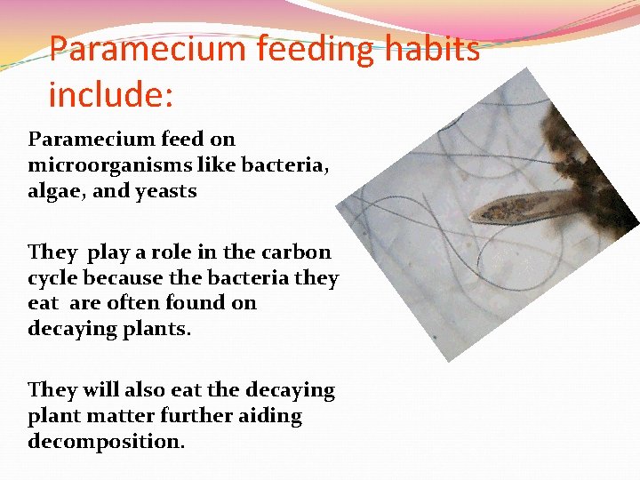 Paramecium feeding habits include: Paramecium feed on microorganisms like bacteria, algae, and yeasts They
