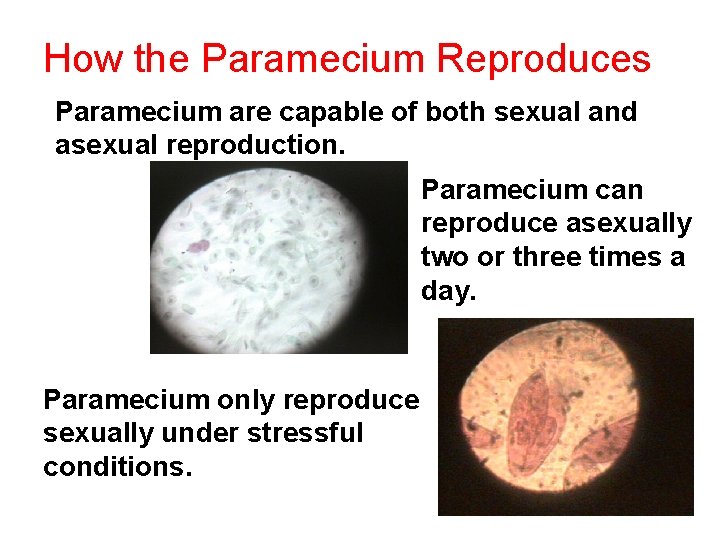 How the Paramecium Reproduces Paramecium are capable of both sexual and asexual reproduction. Paramecium